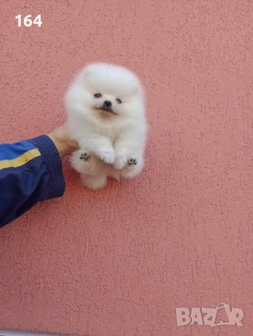 Мъжки Померани. Реални снимки ! , снимка 10 - Померан - 52605726