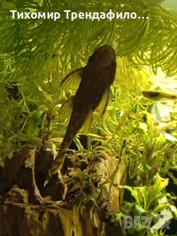 анциструси, снимка 3 - Рибки - 47498452