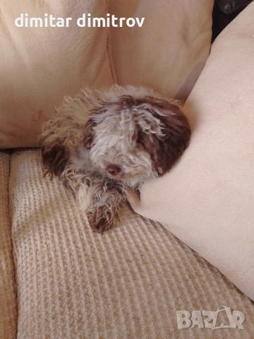 лагото романьоло , снимка 17 - Други - 52431390