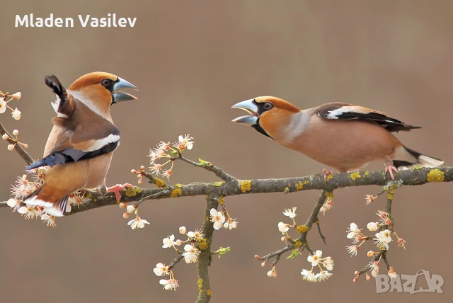 Дигитални авторски фотографии на природа(птици, бозайници, пеперуди, влечуги, земноводни и др.), снимка 12 - Други - 53943304