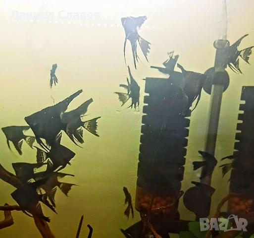Черни воални ангели, снимка 2 - Рибки - 51626962