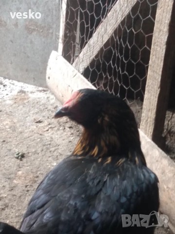 Ярки пред пронасяне Супер Харко, снимка 5 - Кокошки и пуйки - 53614822