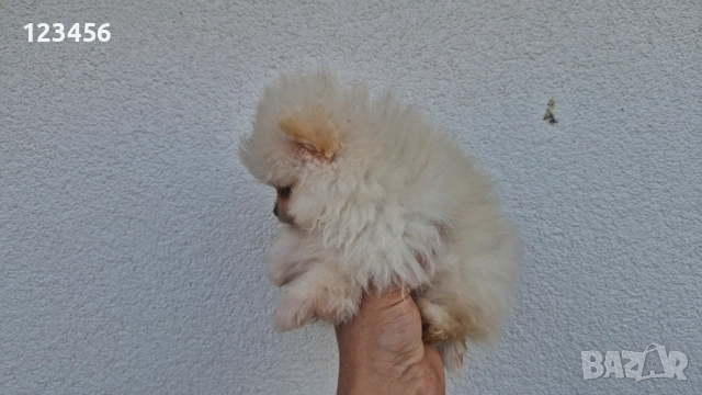 Померанчета, снимка 4 - Померан - 52770127