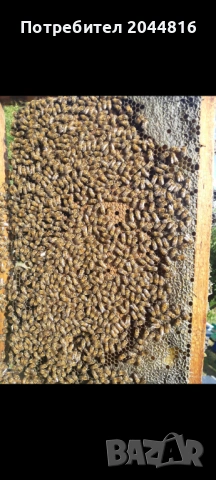 Презимували пчелни семейства