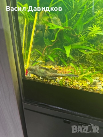 Анциструс L144 червен воал , снимка 17 - Рибки - 44500989