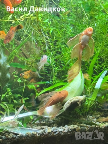 Анцуструс L144 , 183 , коридораа Венецуела , снимка 18 - Рибки - 53884676