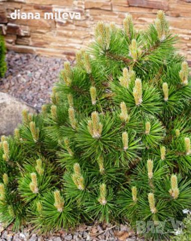  Pinus Mugo Mughus, Клек, снимка 3 - Градински цветя и растения - 40696492