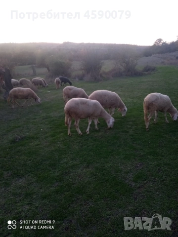 30 броя овце , снимка 3 - Овце - 51658671