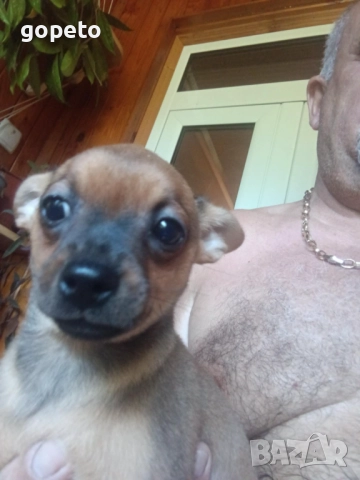 Мини пинчер чихуахуа, снимка 3 - Пинчер - 51604970