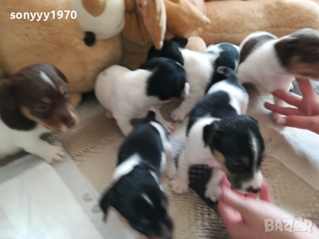 ДЖАК РЪСЕЛ-250ЛВ ЗА КУТРЕ 2409251049, снимка 9 - Джак ръсел териер - 51817566