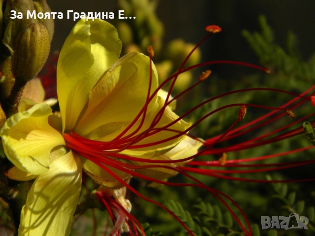 Цезалпиня - Caesalpinia Gilliesii , снимка 2 - Градински цветя и растения - 53635952