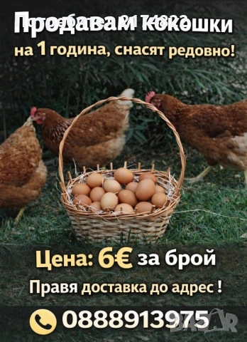 Кокошки носачки ломан браун