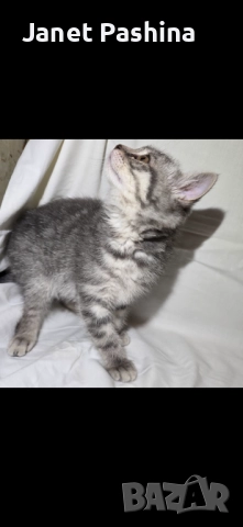 Клепоухи шотландски котета , снимка 2 - Британска късокосместа - 50742620