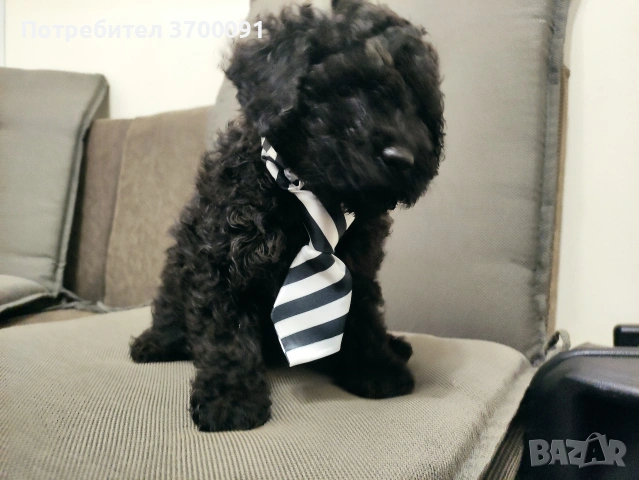 пудел / мини пуделчета, снимка 2 - Пудели - 53072504