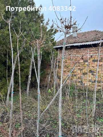 Кълбовиден Явор, снимка 6 - Градински цветя и растения - 52638133