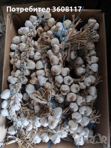 чесън пролетняк , снимка 4 - Други - 51117308