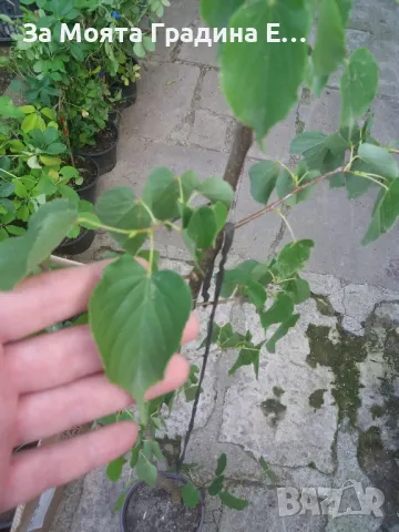 Липа Фиданки, снимка 5 - Градински цветя и растения - 49766594