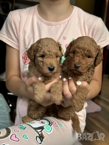 Пудел той , снимка 1