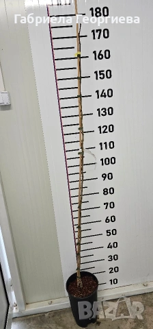 Албиция "Шоко", снимка 4 - Градински цветя и растения - 53891441