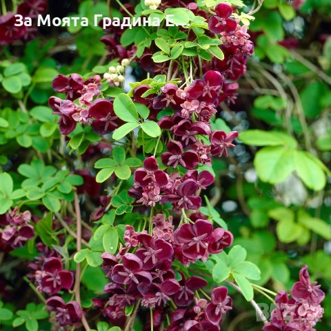 Акебия , снимка 2 - Градински цветя и растения - 53743831