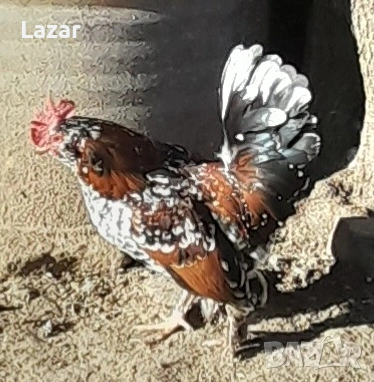 Продавам Петлетата, снимка 4 - Кокошки и пуйки - 53590207