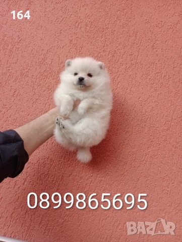 Женски Померани. Снимки от 18.02.26 г., снимка 4 - Померан - 53494380