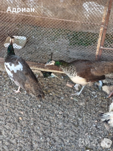 Пауни, снимка 6 - други­ - 53843400