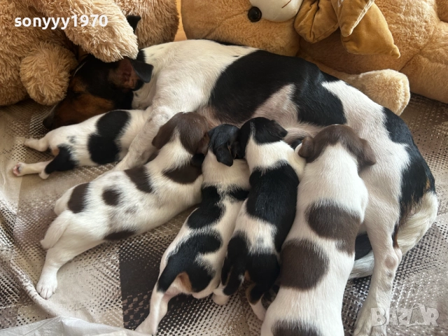 ДЖАК РЪСЕЛ ЖЕНСКО КУЧЕНЦЕ НА 2 МЕСЕЦА 3010250558, снимка 4 - Джак ръсел териер - 52230672