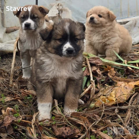 Кученца, снимка 9 - Други - 52561457