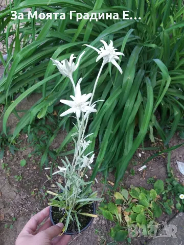 Еделвайс , снимка 4 - Градински цветя и растения - 49491251