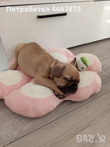 френски булдог , снимка 4 - Френски булдог - 52654466