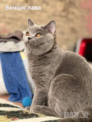 Британски котета, снимка 8 - Британска късокосместа - 45471648