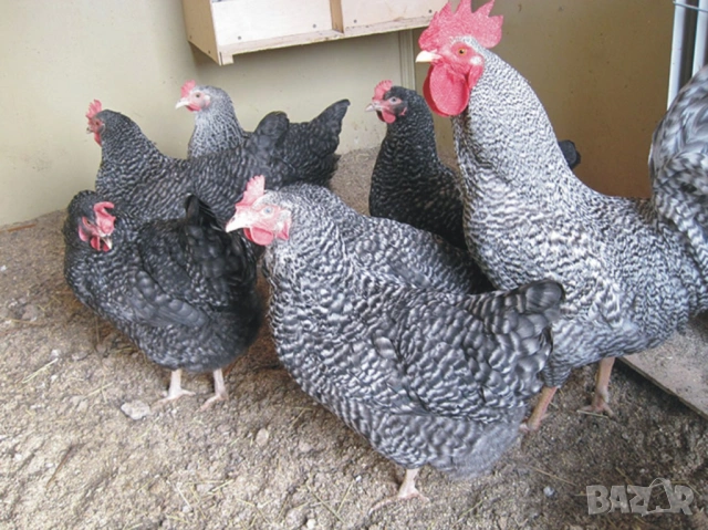 оплодени и проверени Яйца АМРОК -Разплодни яйца за люпене от кокошки породата Амрок, снимка 6 - Кокошки и пуйки - 54196528