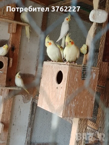 Продавам папагали