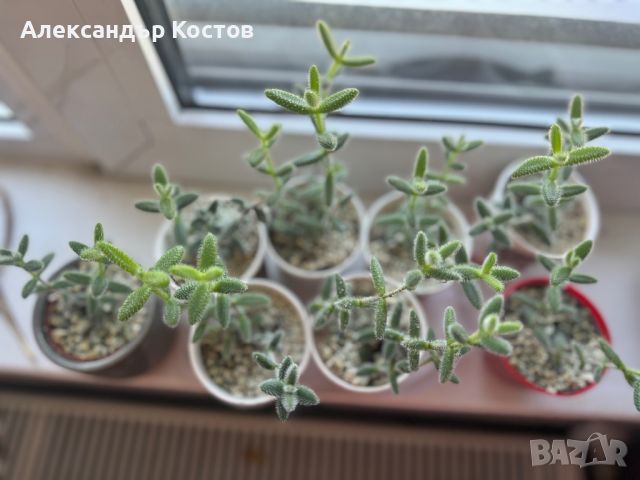 Delosperma echinatum, делосперма ехинатум, pickle plant , снимка 3 - Стайни растения - 45603038
