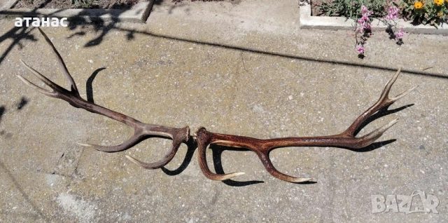 Рога от елен , снимка 4 - Декорация за дома - 51742470
