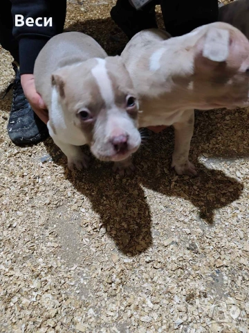 Американски булита стандарт 