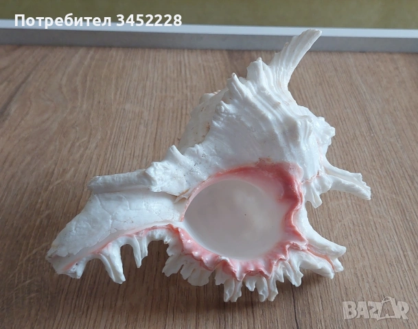 раковина за ценители , снимка 5 - Декорация за дома - 53846311