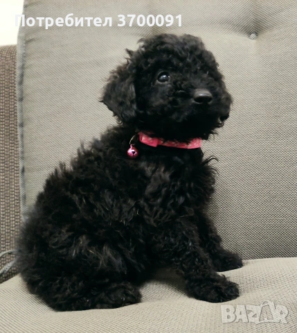 пудел / мини пуделчета, снимка 5 - Пудели - 53072504