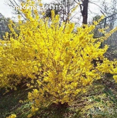 Форзиция разсад , снимка 2 - Разсади - 49874805