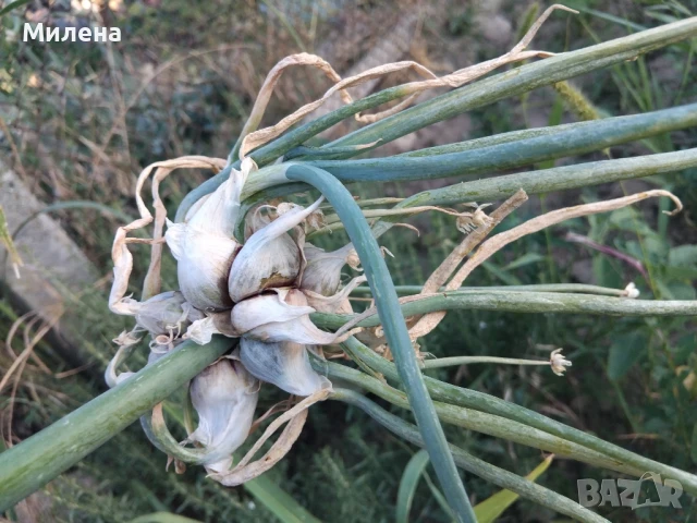 Вечен лук, многоетажен лук, въздушен лук, живораждащ лук , снимка 9 - Градински цветя и растения - 45035276