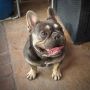 Мъжки френски булдог , снимка 2