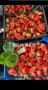 Продавам разсат ягоди , снимка 3
