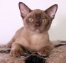 Породисти Бурмански котета от родители шампиони, снимка 2