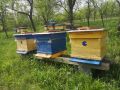 Пчелни семейства с кошерите , снимка 2
