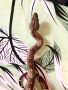 Змия, боа, Boa Constrictor, снимка 5