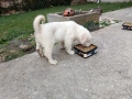 Алабай , снимка 4