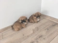 Продавам мъжки и женски пекинез , снимка 1