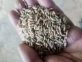 Овес,жито,третикале, снимка 4