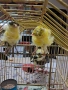 Продавам канари, снимка 11